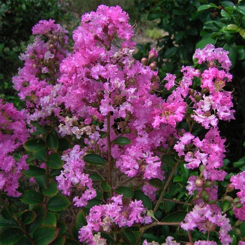 Árvore-de-júpiter Jeanne Desmartis - Lagerstroemia indica