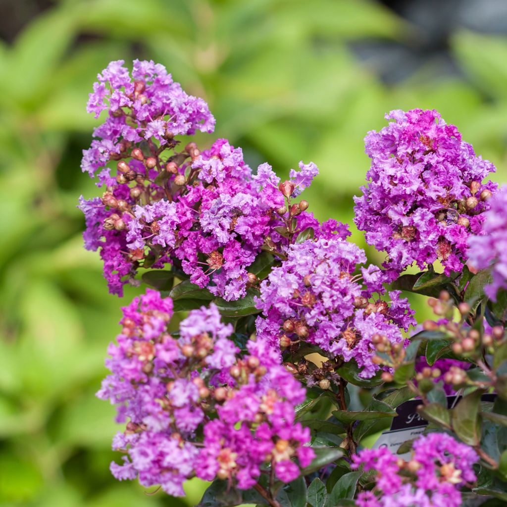 Árvore-de-júpiter Purple Magic - Lagerstroemia indica