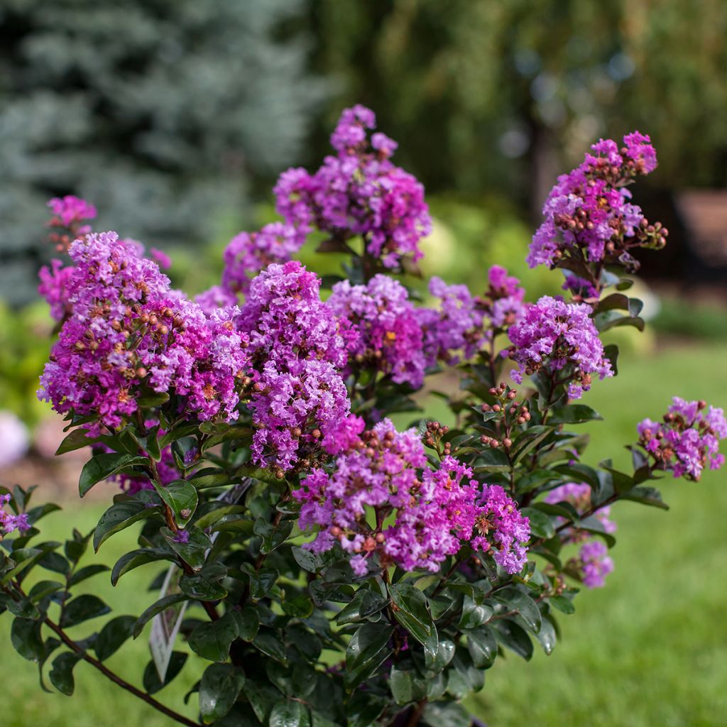 Árvore-de-júpiter Purple Magic - Lagerstroemia indica
