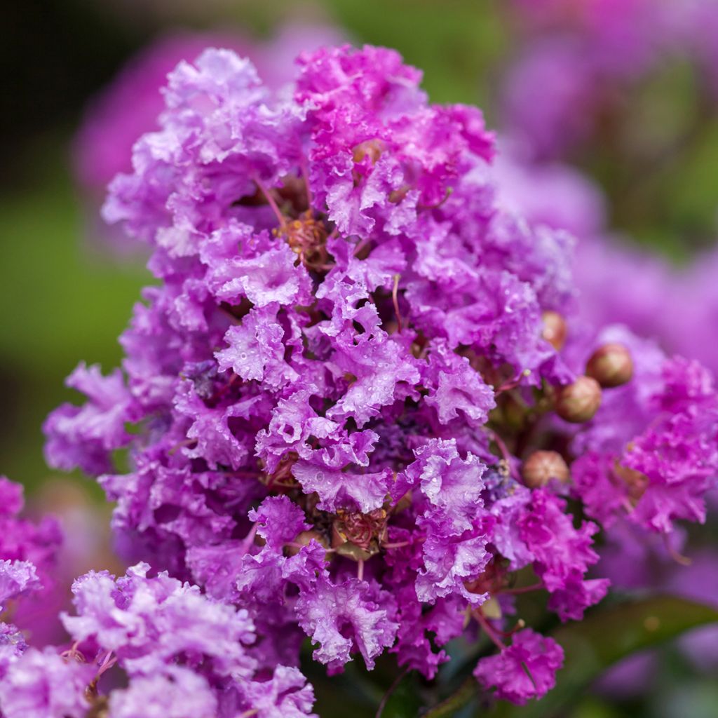 Árvore-de-júpiter Purple Magic - Lagerstroemia indica