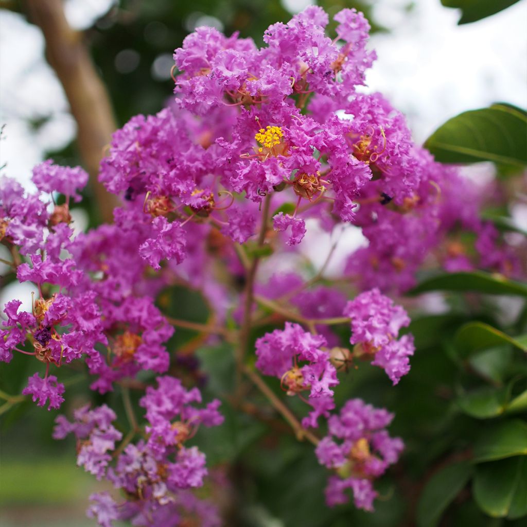 Árvore-de-júpiter Pécharmant - Lagerstroemia indica