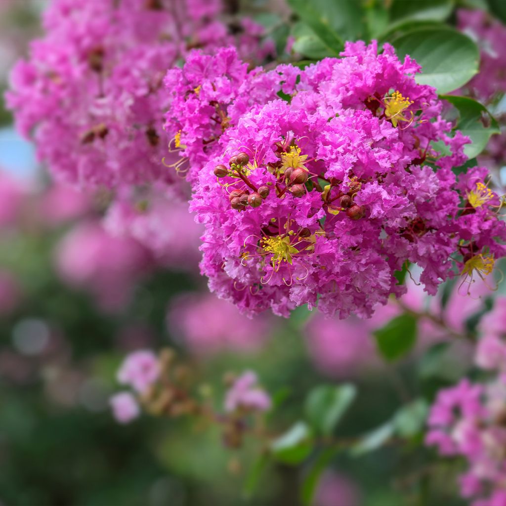Árvore-de-júpiter Pécharmant - Lagerstroemia indica