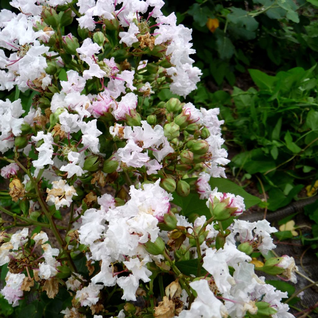 Árvore-de-júpiter Petite Snow - Lagerstroemia indica