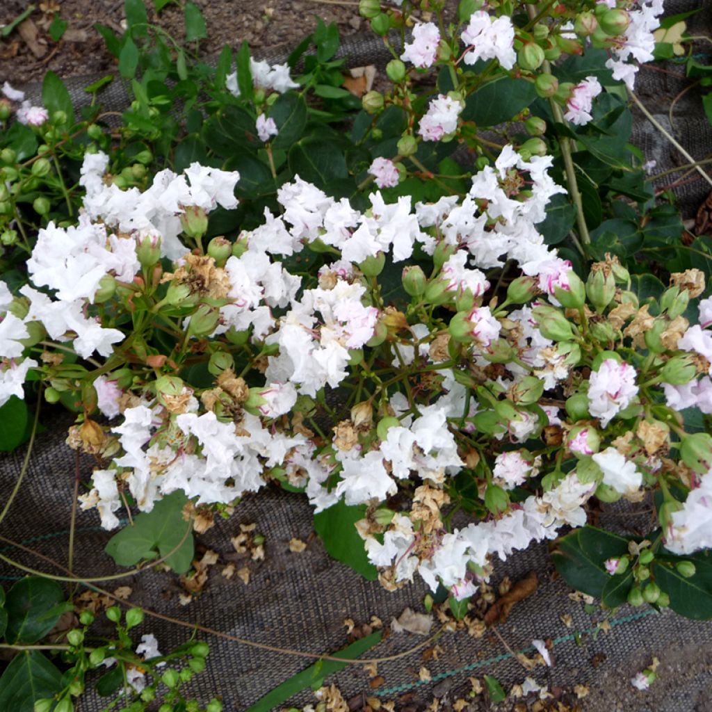 Árvore-de-júpiter Petite Snow - Lagerstroemia indica