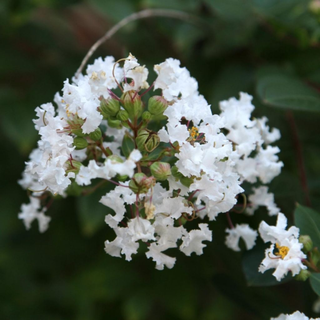 Árvore-de-júpiter Pixie White - Lagerstroemia indica