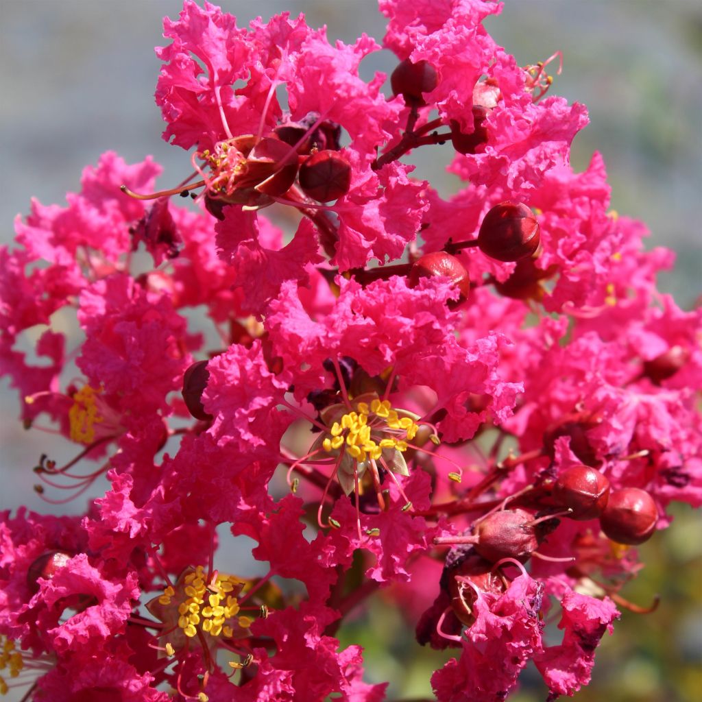 Árvore-de-júpiter Saint Emilion - Lagerstroemia indica