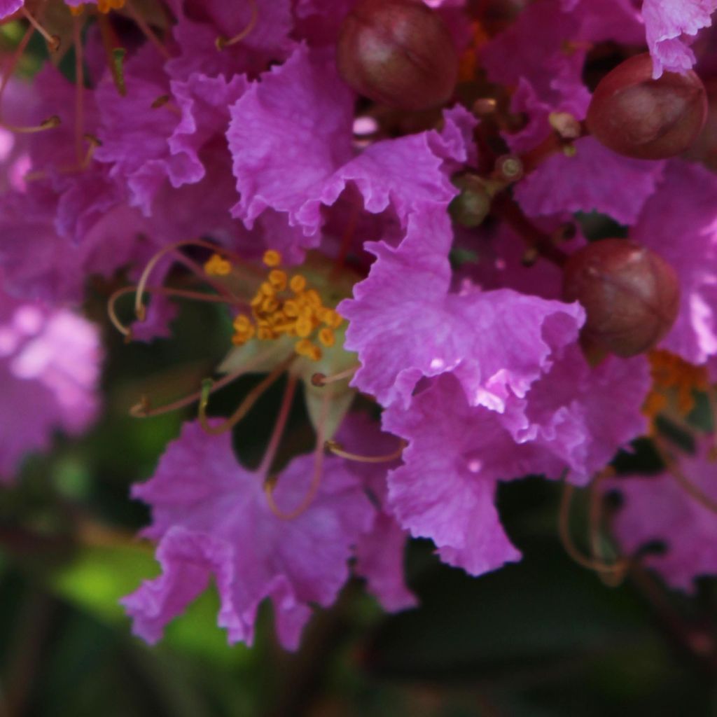 Árvore-de-júpiter Souvenir d'Hubert Puard - Lagerstroemia indica