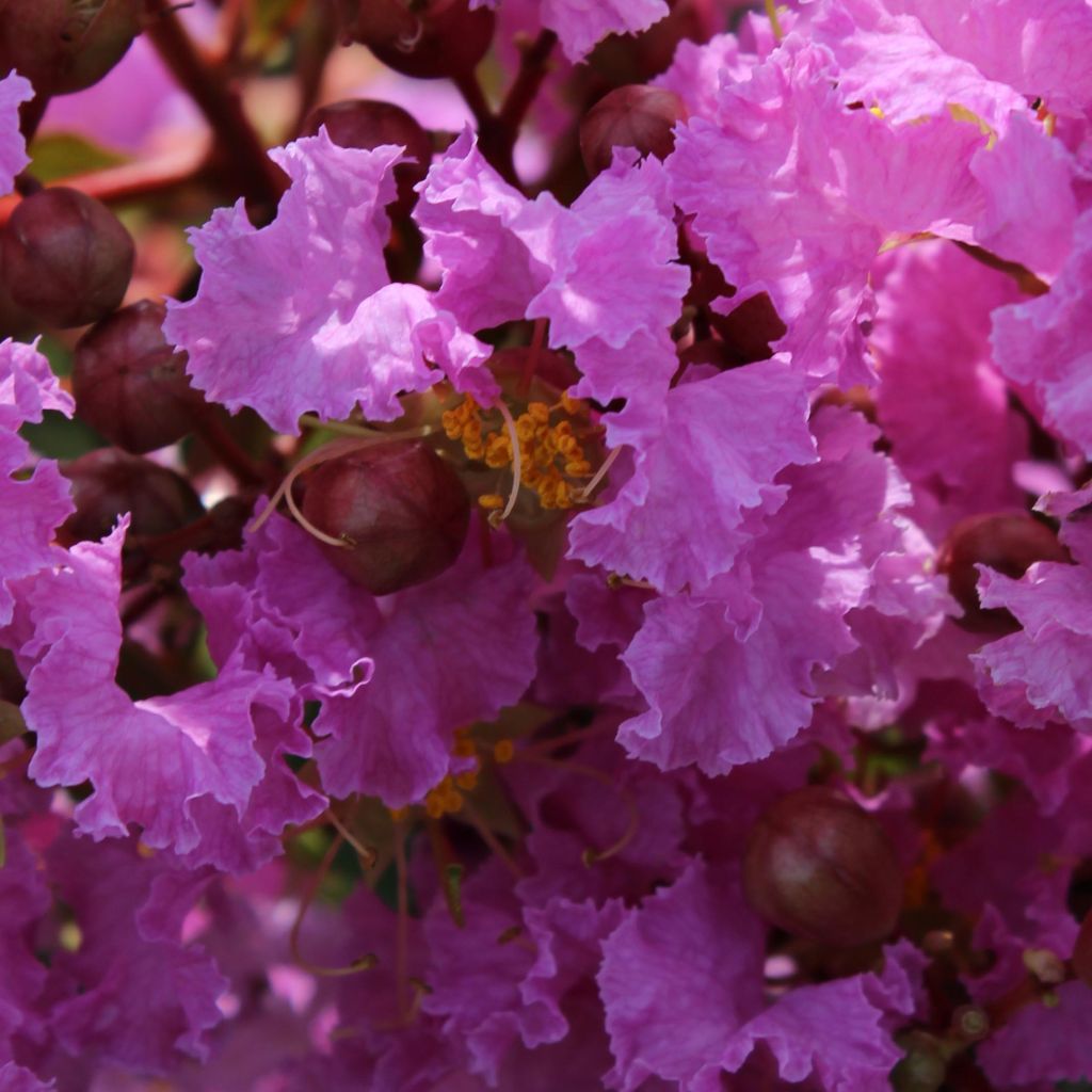 Árvore-de-júpiter Souvenir d'Hubert Puard - Lagerstroemia indica