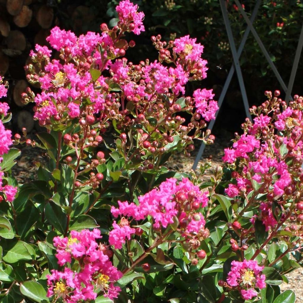 Árvore-de-júpiter Terrasse Rose - Lagerstroemia indica