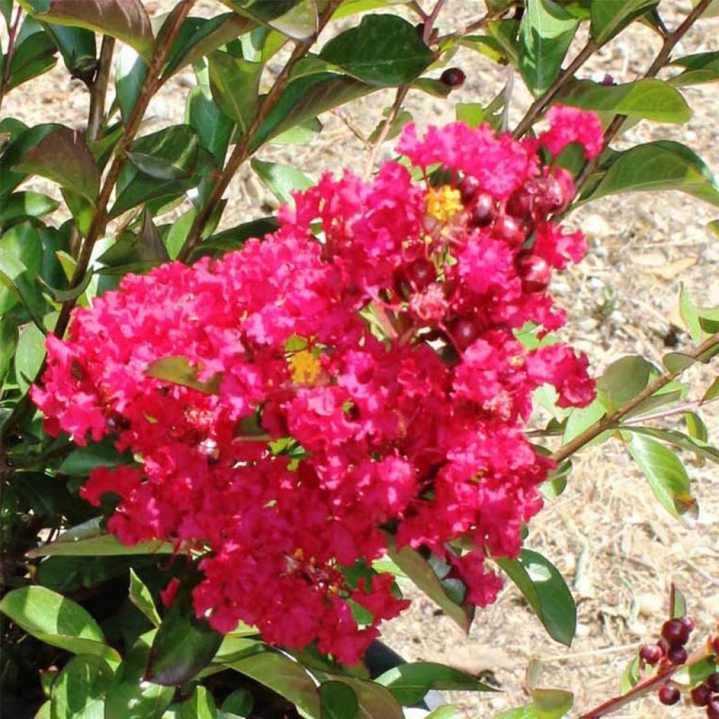 Árvore-de-júpiter Terrasse Vermelho - Lagerstroemia indica