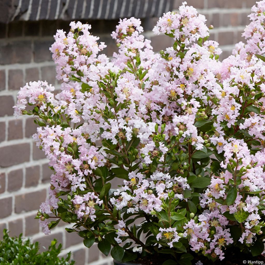 Árvore-de-júpiter With Love Babe - Lagerstroemia indica