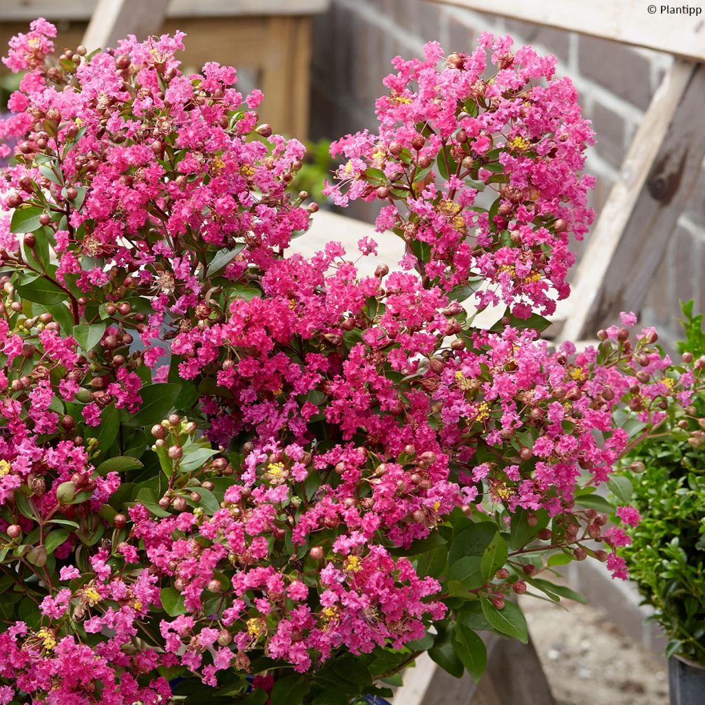 Árvore-de-júpiter With Love Kiss - Lagerstroemia indica