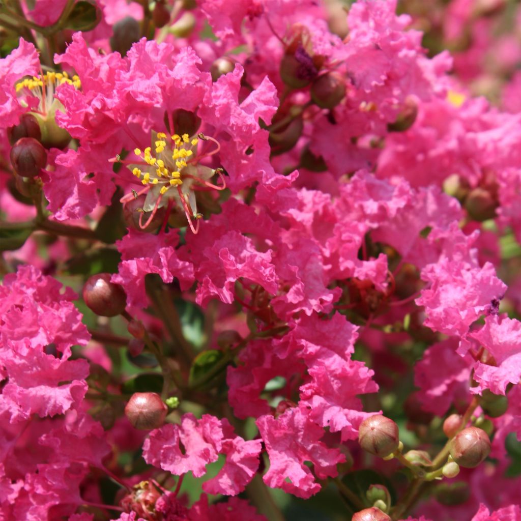 Árvore-de-júpiter Yang Tse - Lagerstroemia indica