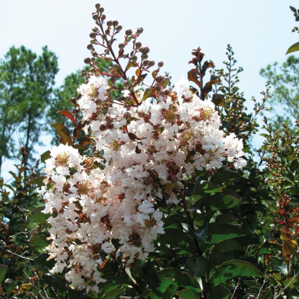 Árvore-de-júpiter Kimono - Lagerstroemia indica