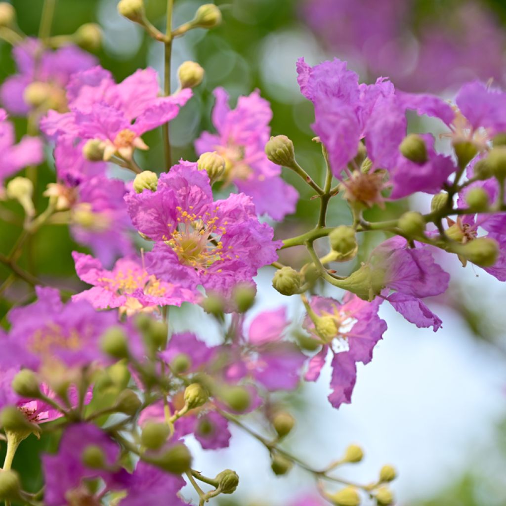 Árvore-de-júpiter Violacea - Lagerstroemia indica
