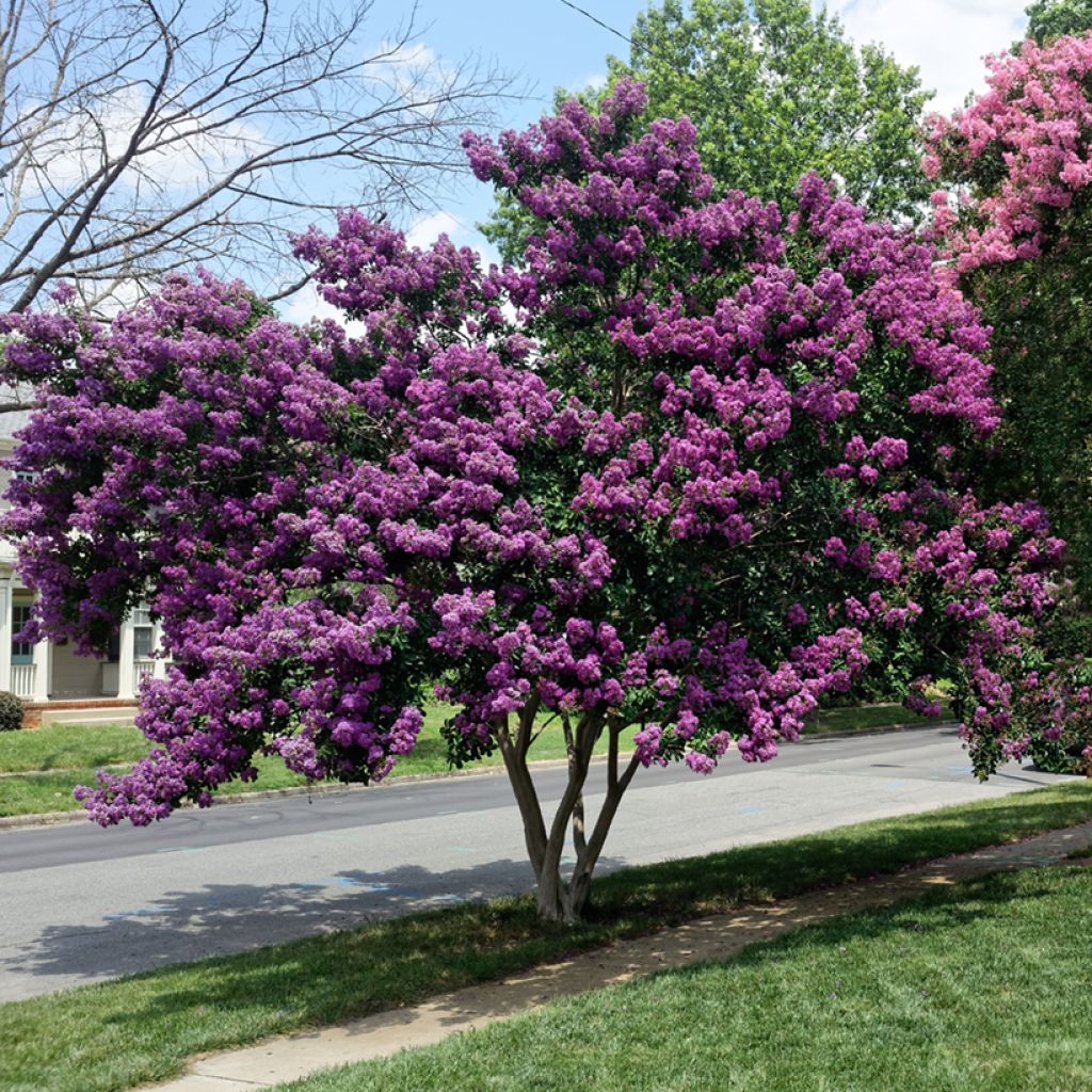 Árvore-de-júpiter Violacea - Lagerstroemia indica