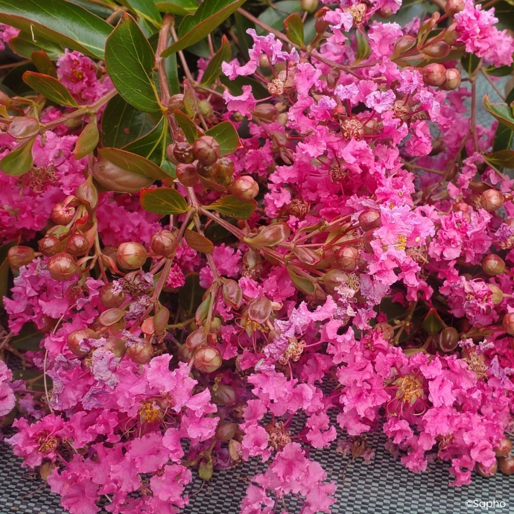 Árvore-de-júpiter Mimie Rose - Lagerstroemia indica