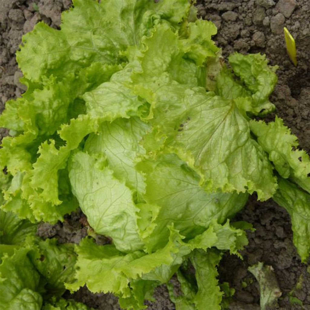 Alface batávia De Pierre Bénite