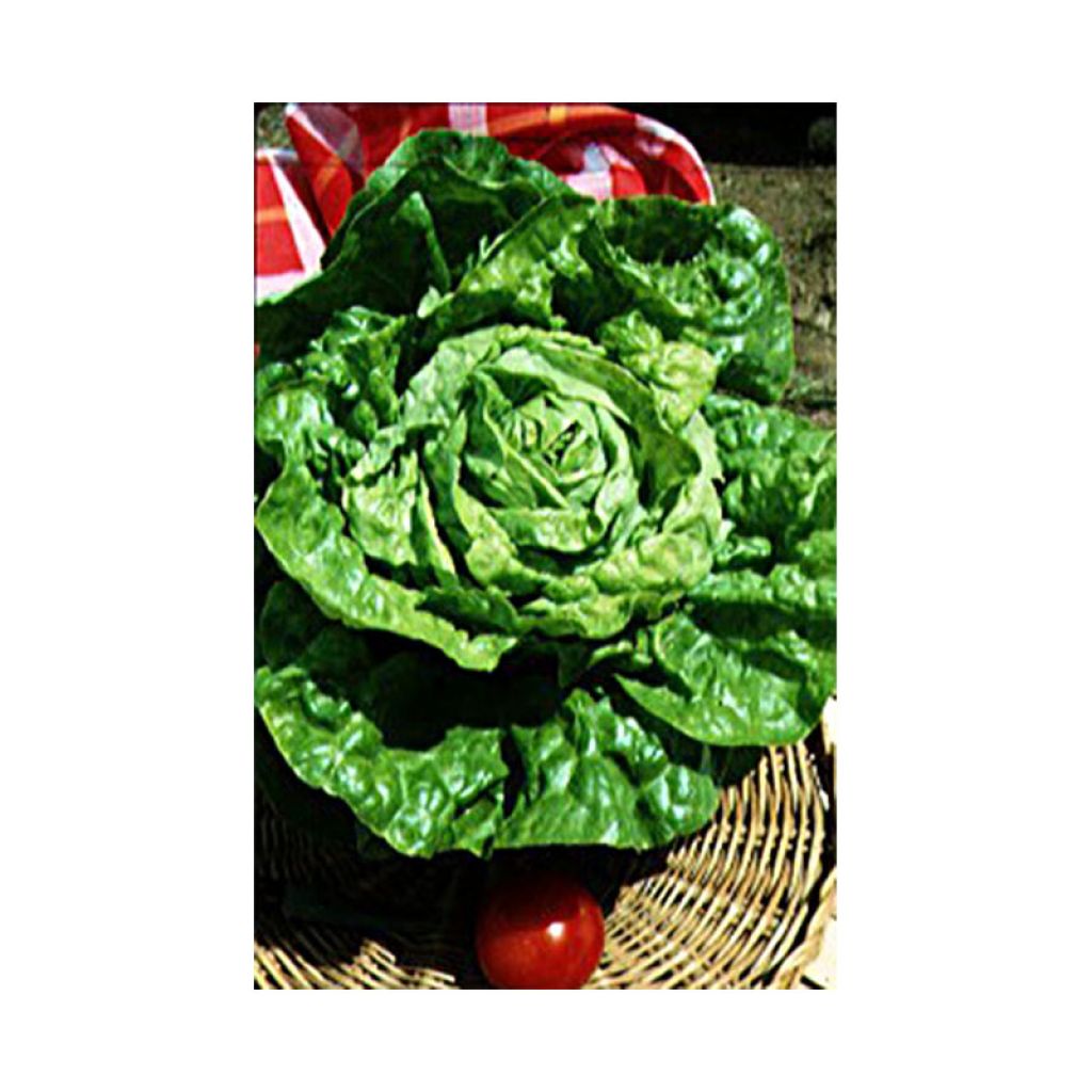 Alface Maravilha de Inverno