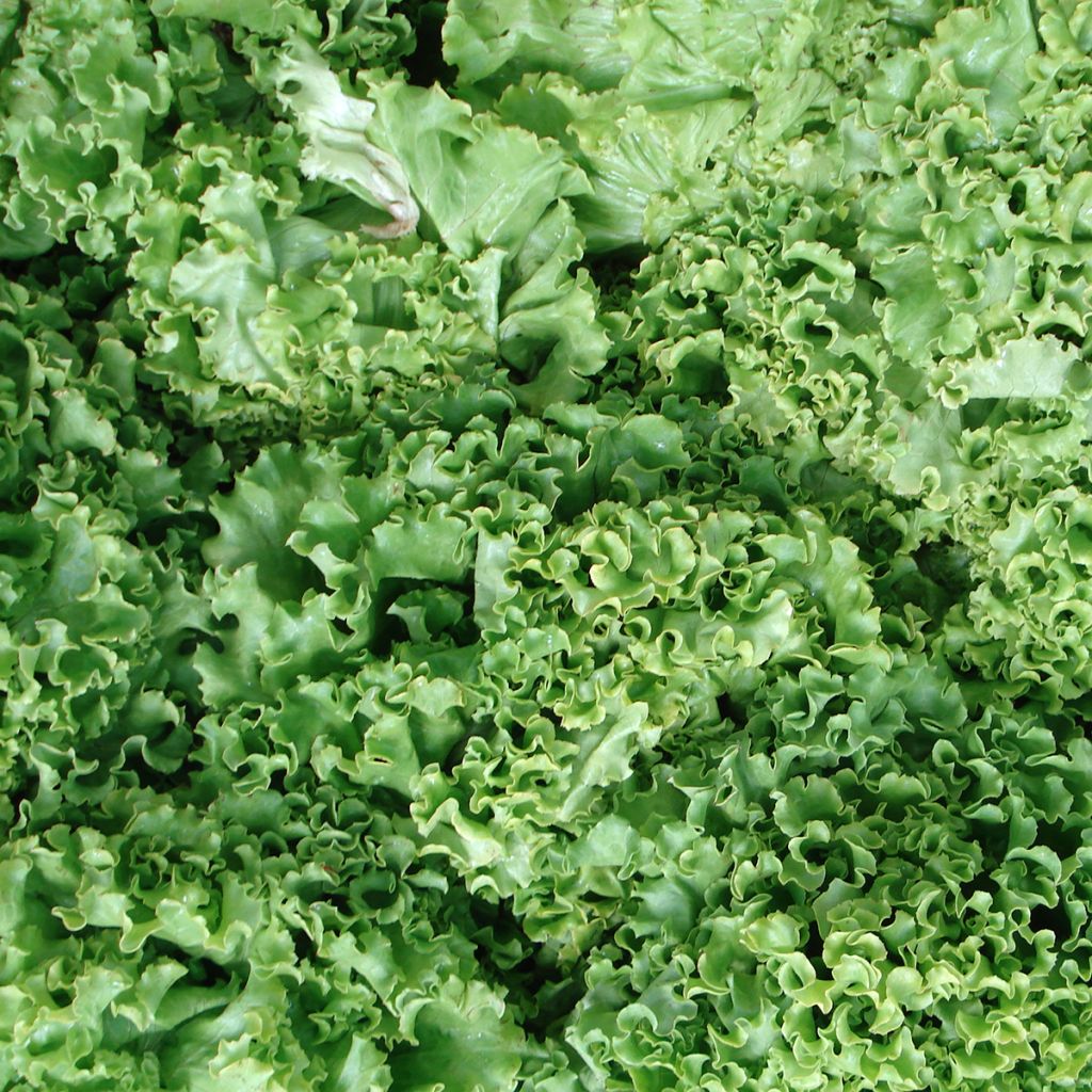 Alface de corte contínuo, Grand Rapids