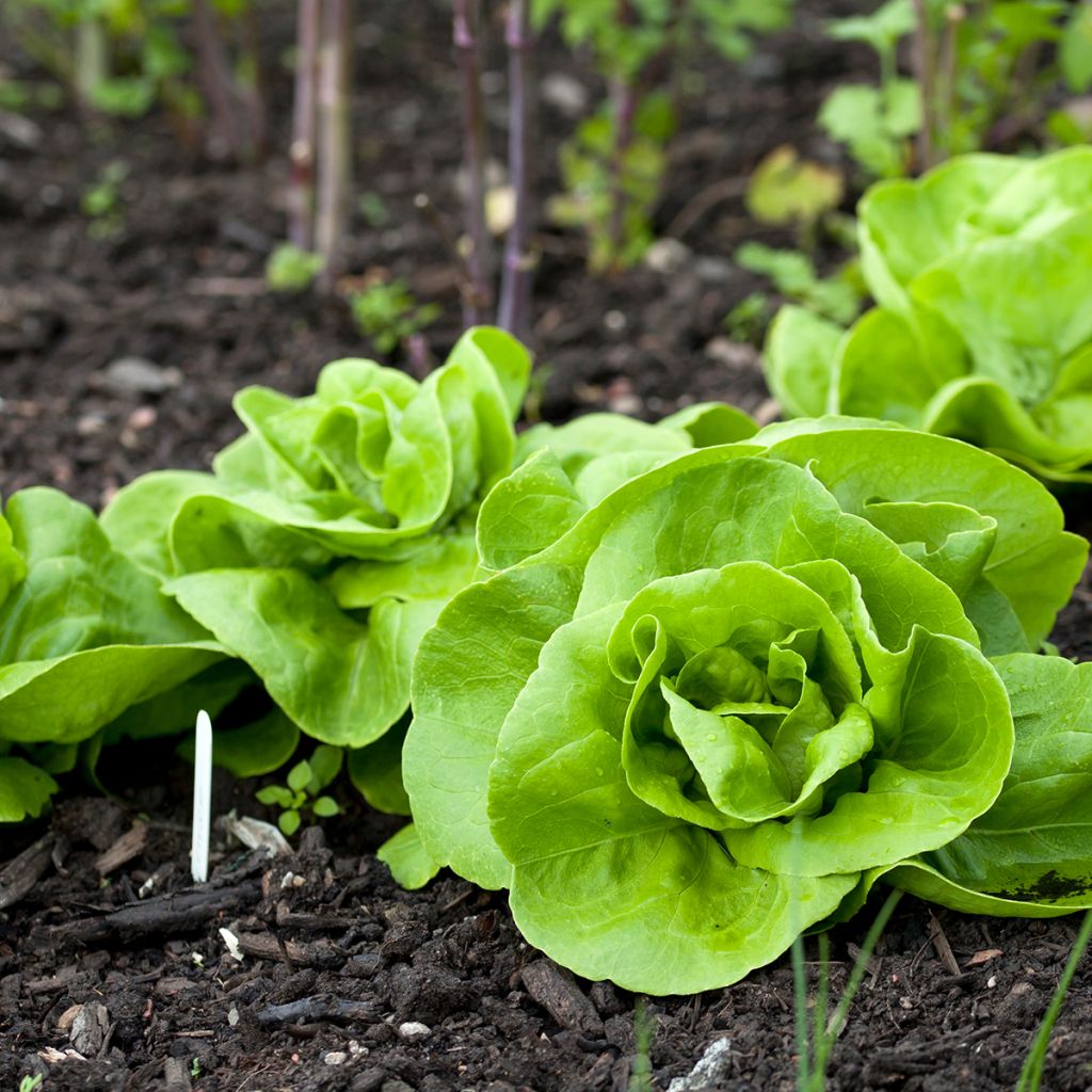 Alface-repolhuda Rainha de Maio