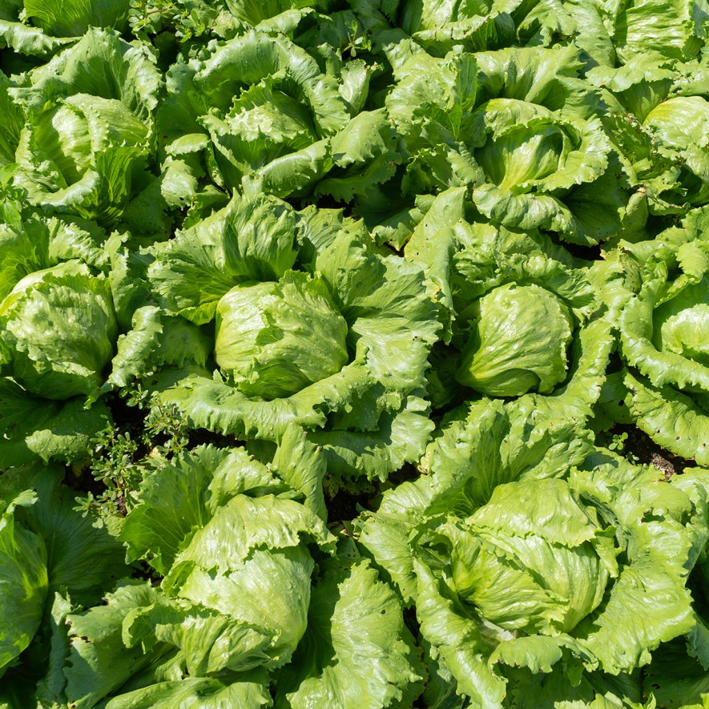 Alface-repolhuda Rainha de Maio