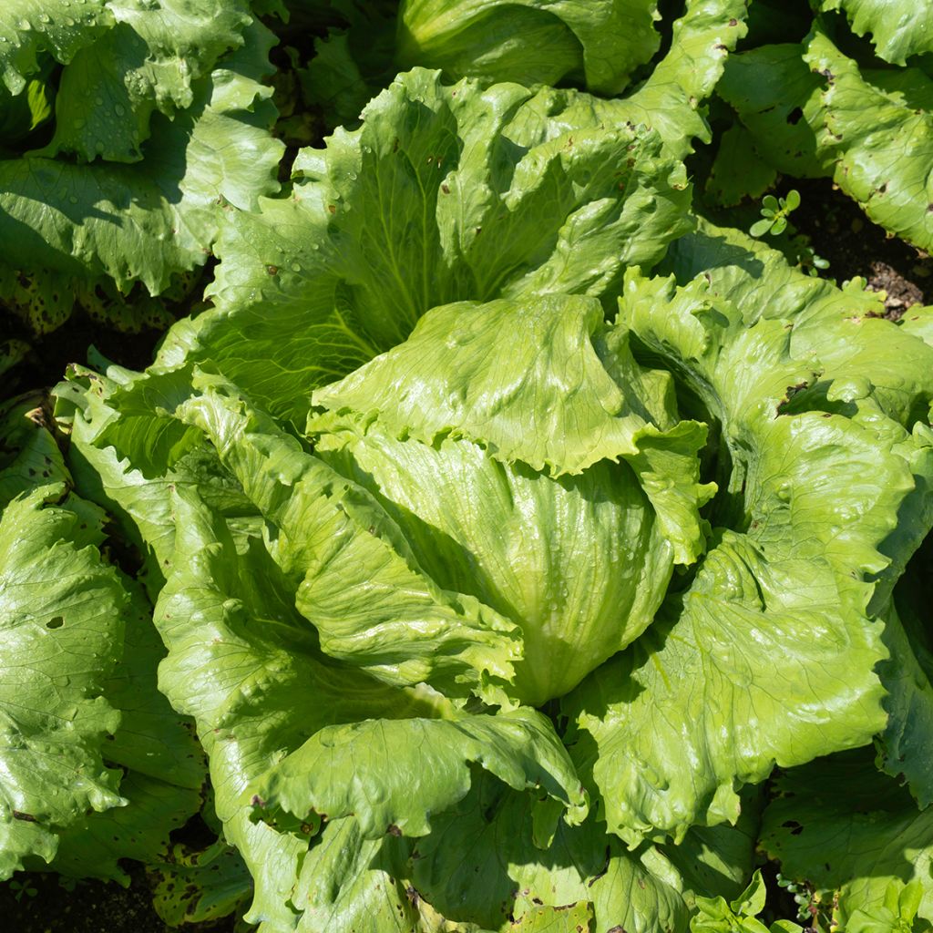 Alface-repolhuda Rainha de Maio