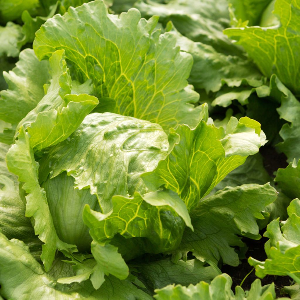 Alface batávia Hollywood