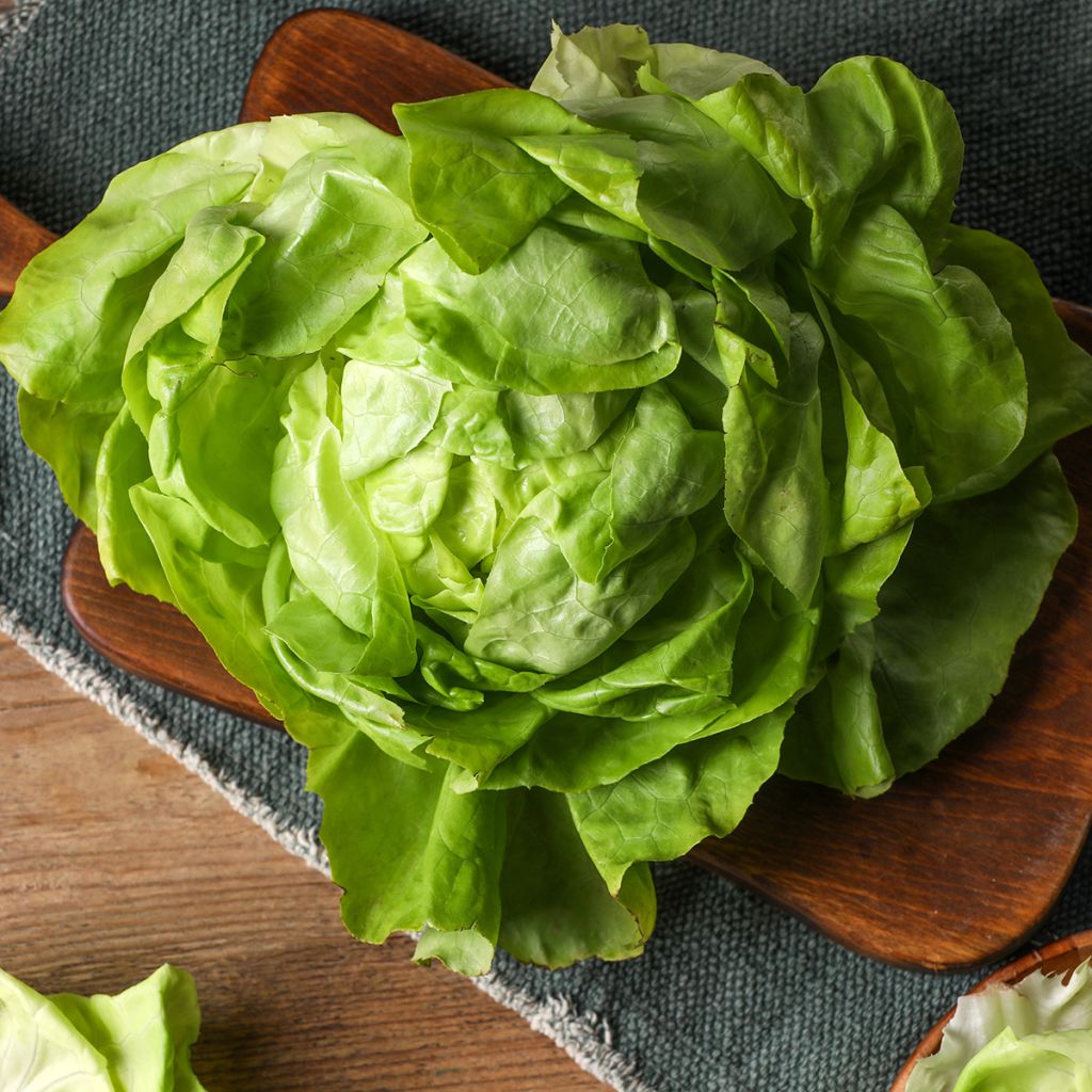 Alface repolhuda Do Bom Jardineiro