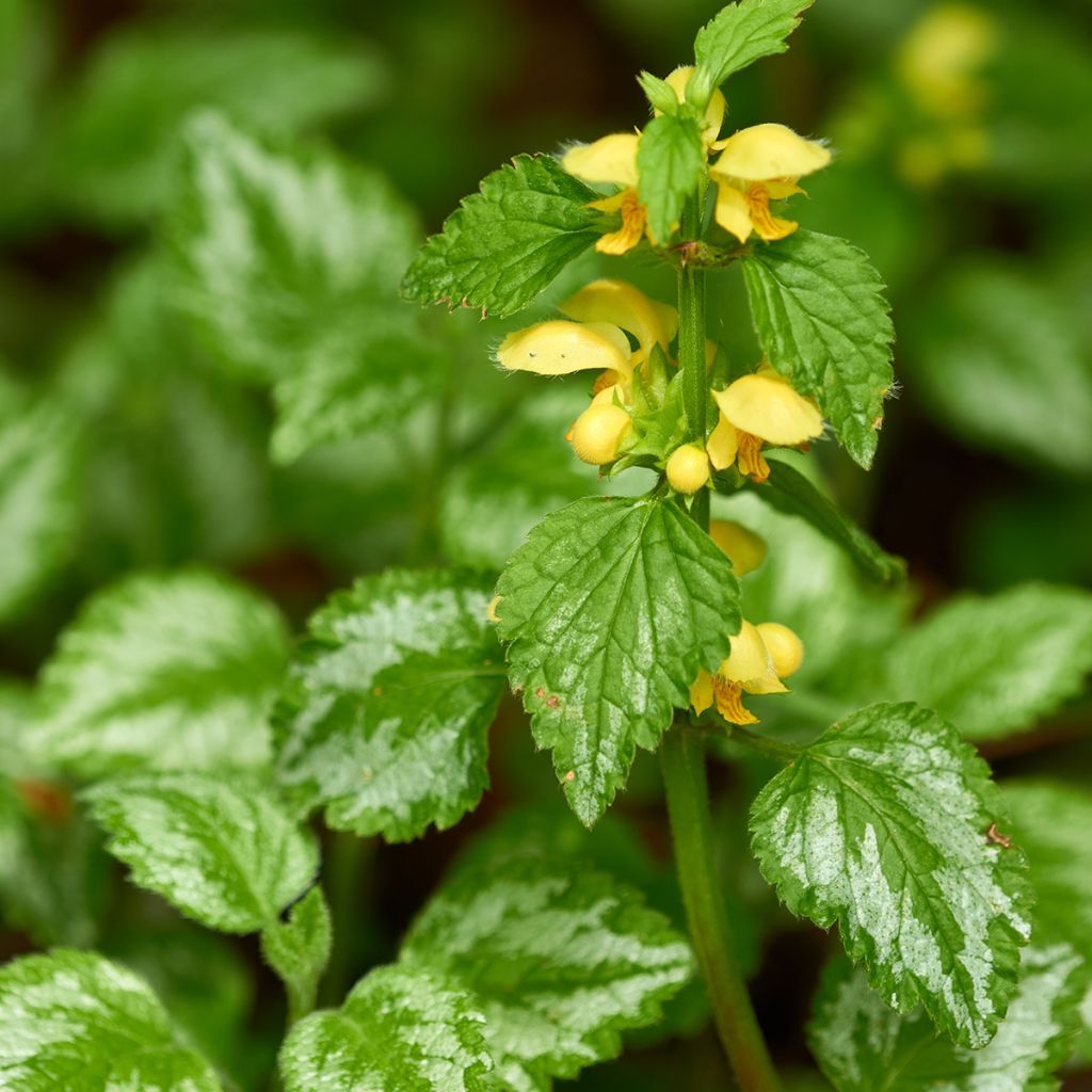 Lamium galeobdolon