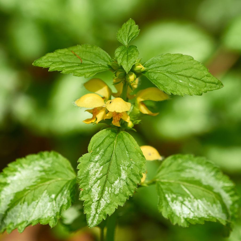 Lamium galeobdolon