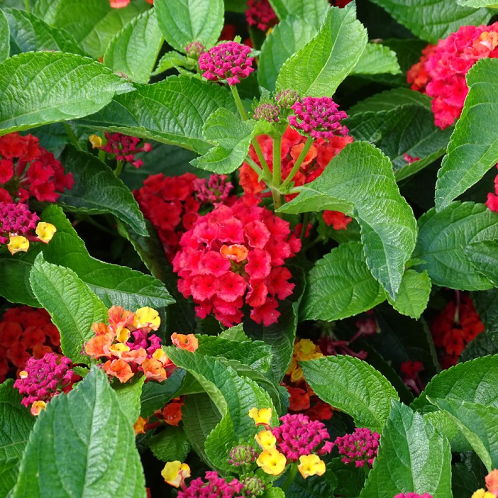 Lantana camara Bloomify Red