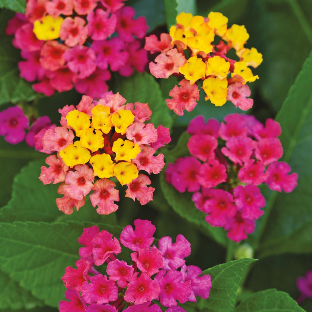 Lantana camara Bloomify Pink