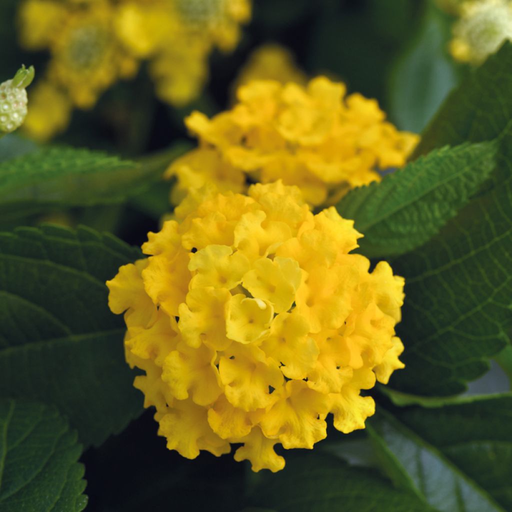 Lantana camara Lucky Yellow Improved