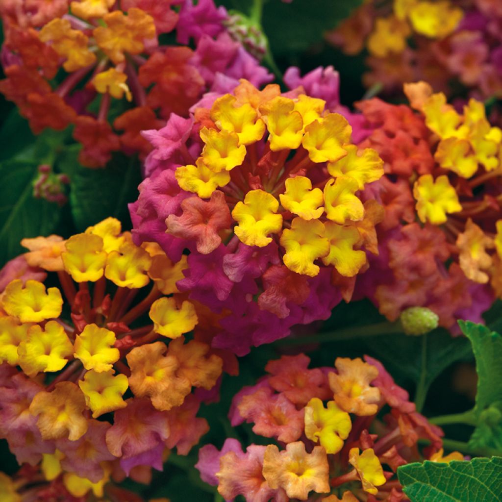 Lantana camara PassionFruit