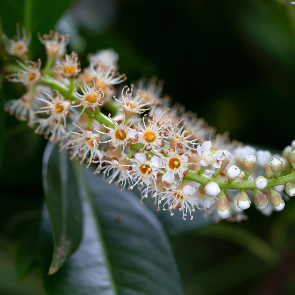 Louro-cereja - Prunus laurocerasus Genolia