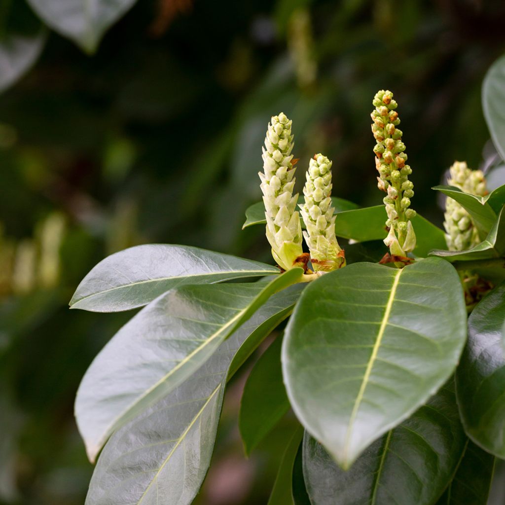 Louro-cereja - Prunus laurocerasus Genolia