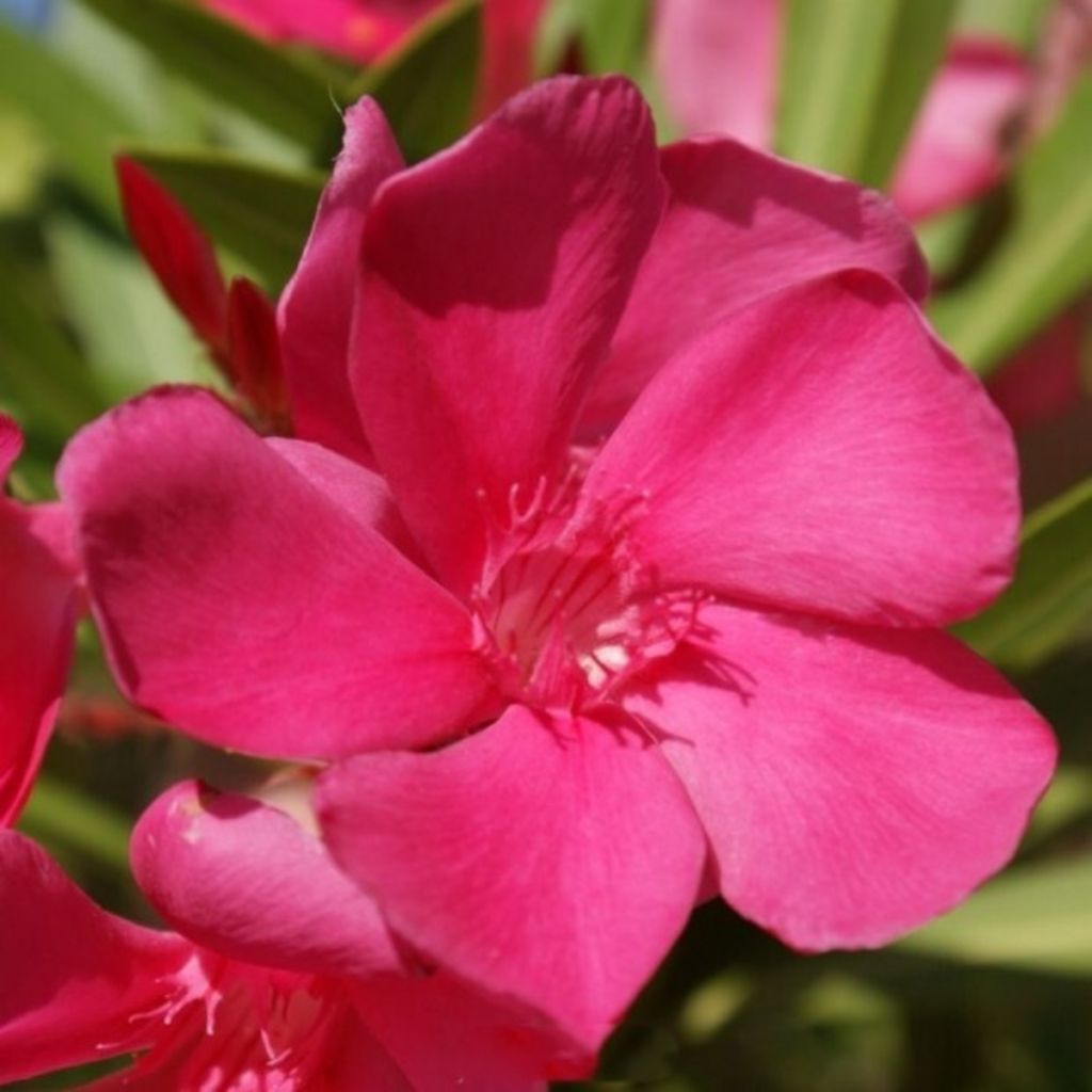 Oleandro Framboise - Nerium oleander