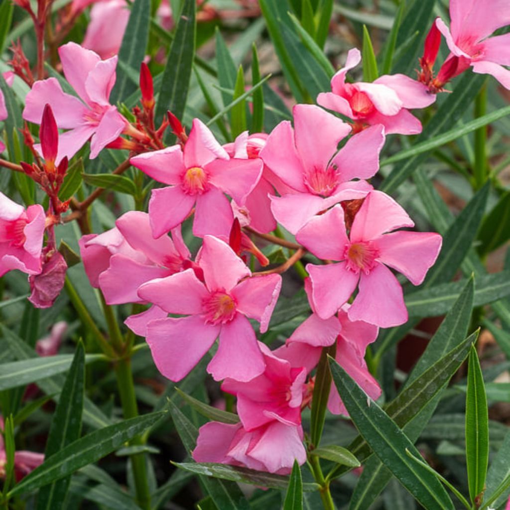 Oleandro Maurin des Maures - Nerium oleander