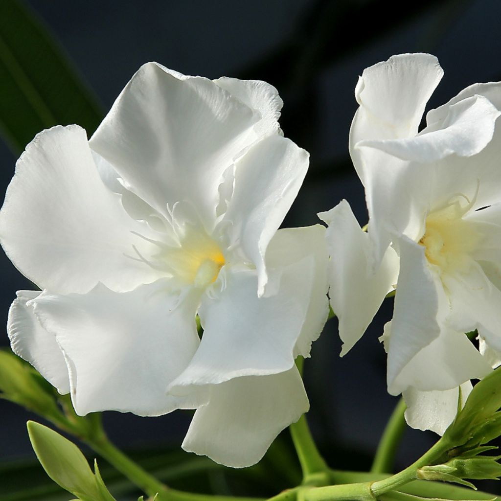Oleandro Mont Blanc - Nerium oleander