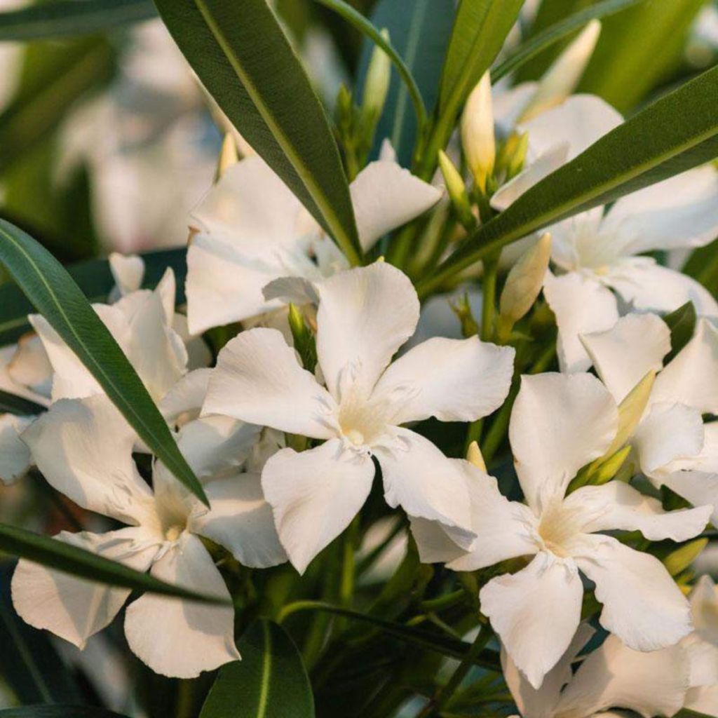 Oleandro Petite White - Nerium oleander