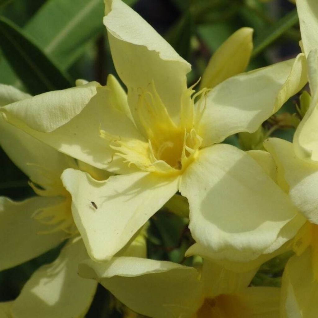 Oleandro Souvenir des Iles Canaries - Nerium oleander