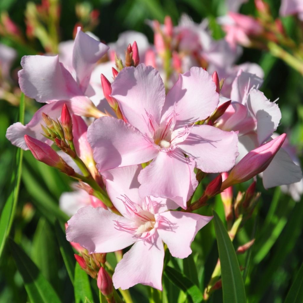 Oleandro Sealy Pink - Nerium oleander