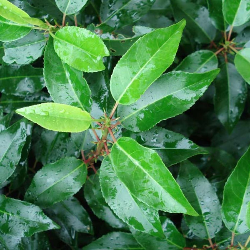 Azereiro Angustifolia