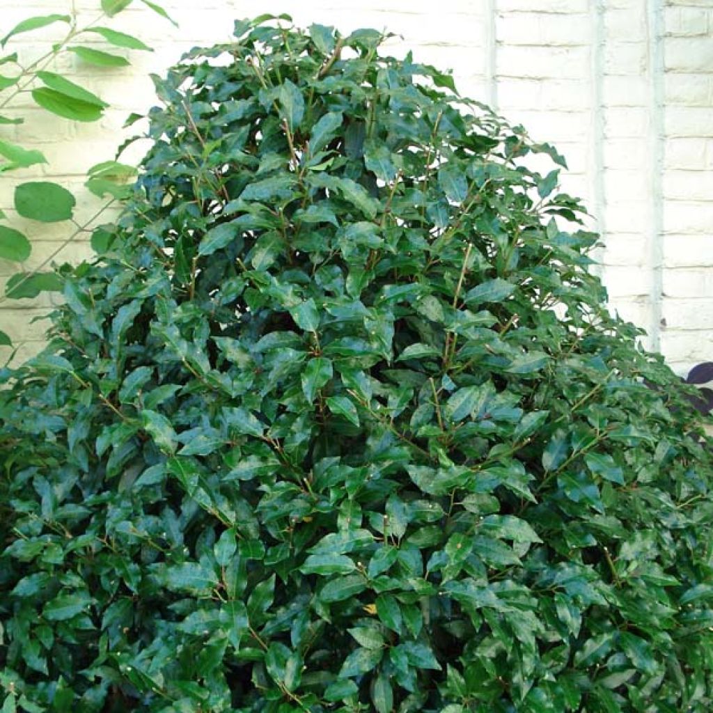 Azereiro Angustifolia