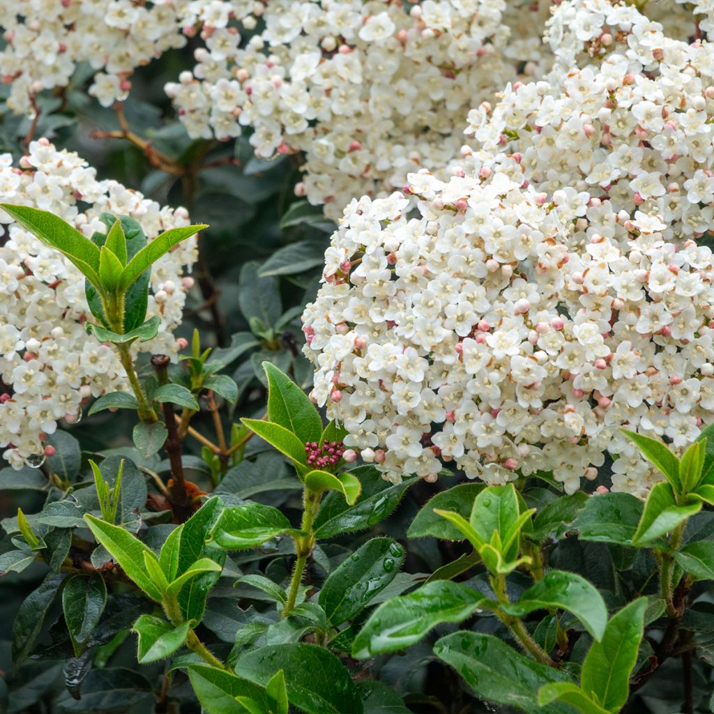 Viburnum tinus Giganteum - Folhado
