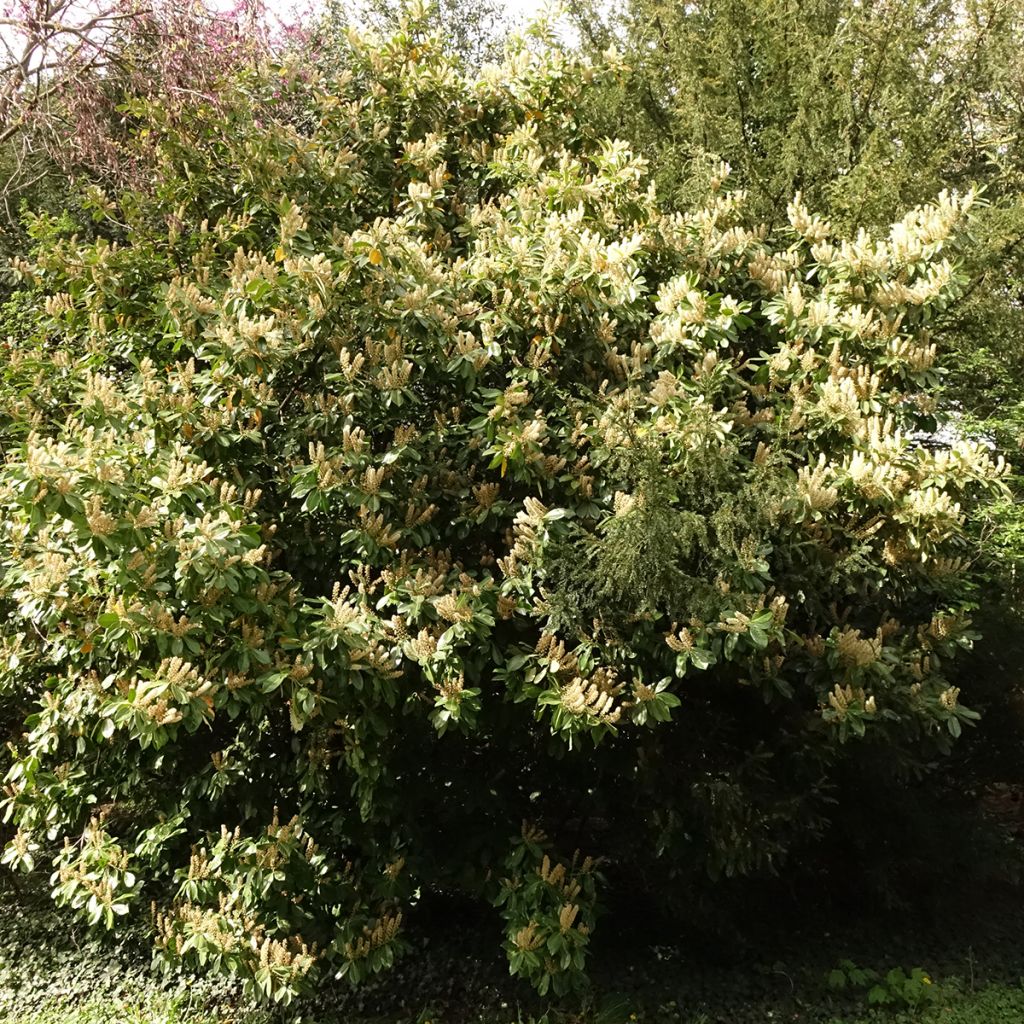 Louro-cereja - Prunus laurocerasus Caucasica - Laurier Palme - Laurier du Caucase