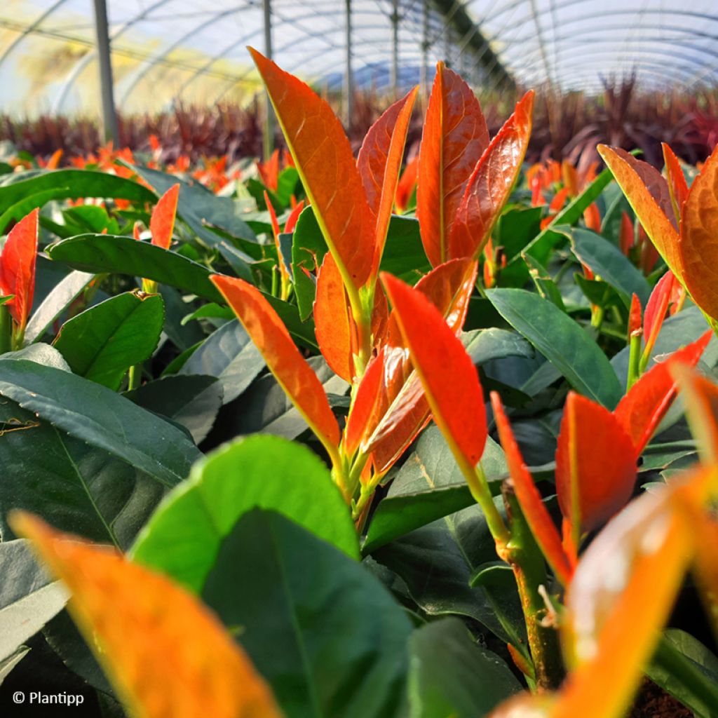 Louro-cereja - Prunus laurocerasus Copperbell