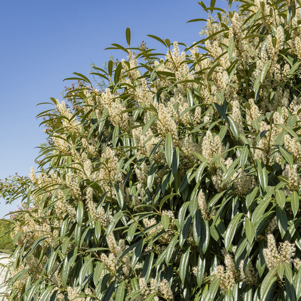 Louro-cereja - Prunus laurocerasus Otto Luyken