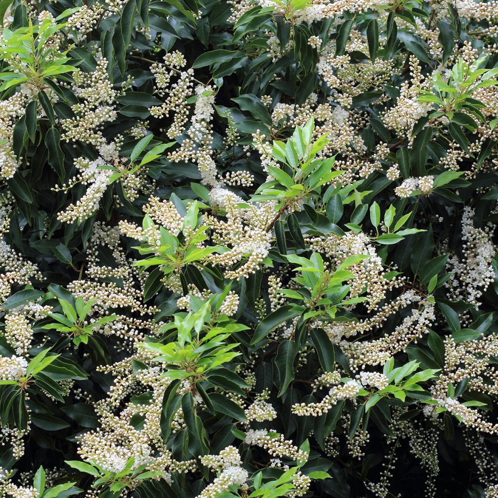 Azereiro Angustifolia